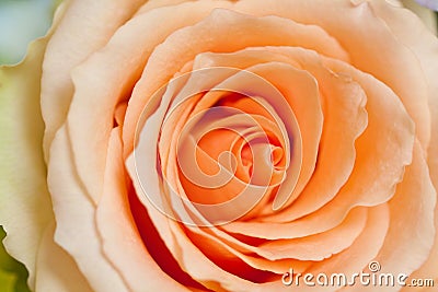 Peach rose Stock Photo