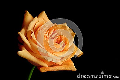 Peach rose Stock Photo