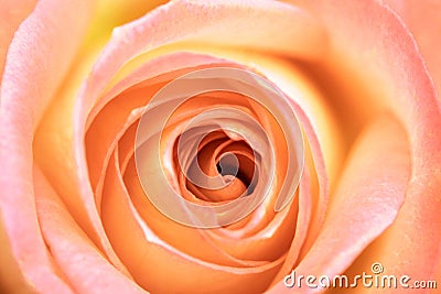 Peach Rose Stock Photo