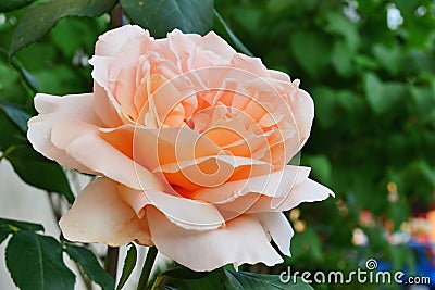 Peach rose closeup Stock Photo