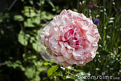 Peach Rose Flower Stock Photo