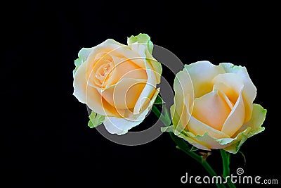 Close up of a pair of cheerful peach rose against dark backdrop Stock Photo