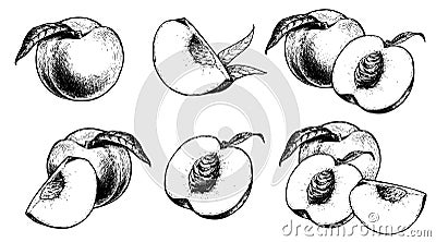 Peach set. Hand drawn sketch style summer fruit drawings collection. Vector Illustration