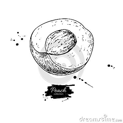 Peach slice vector drawing. Isolated hand drawn object on white Vector Illustration