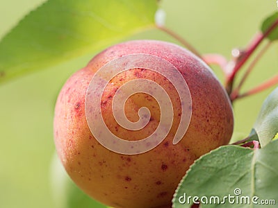 Peach with spots macro shot Stock Photo