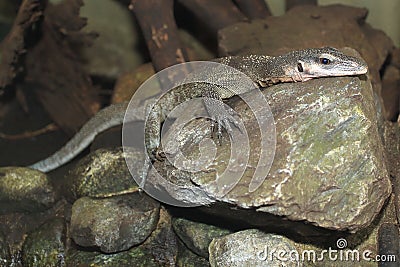 Peach-throated monitor Stock Photo