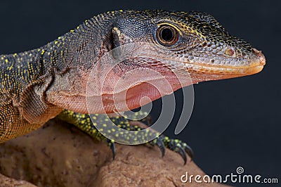 Peach-throated monitor / Varanus jobiensis Stock Photo