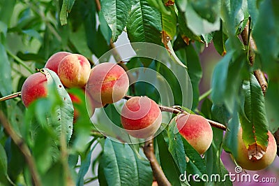 Peach tree Stock Photo