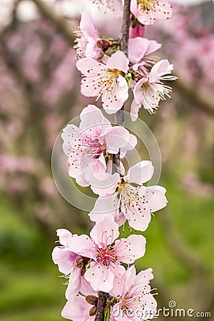 Peach tree blossom, flower, spring season Stock Photo