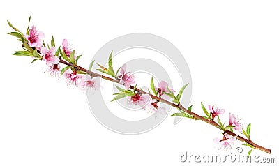 Peach tree branch Stock Photo