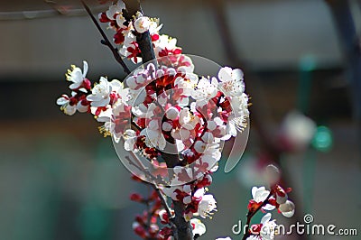 Peach tree flower in spring. Stock Photo