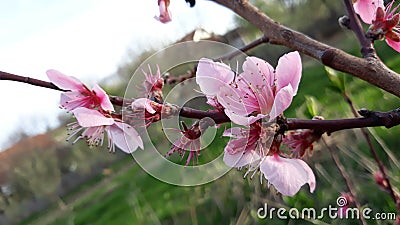 Peach tree flowers Stock Photo