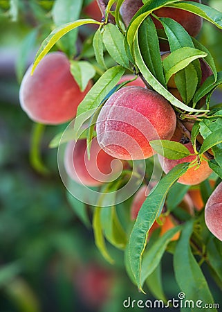 Peach tree fruits Stock Photo