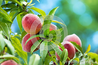 Peach tree fruits Stock Photo