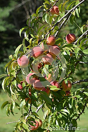 Cluster peaches ripening on the tree Stock Photo