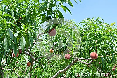 Peach tree in an orchard full of ripe red peaches on a sunny day Stock Photo