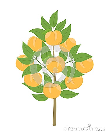 Peach tree. Vector illustration. Fruit tree nectarine plant. Flat vector color clipart. Ripe Peach on a tree. Prunus persica Cartoon Illustration