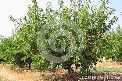 Peach Trees Stock Photo