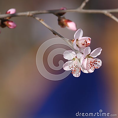 Peach trees in blossom Stock Photo