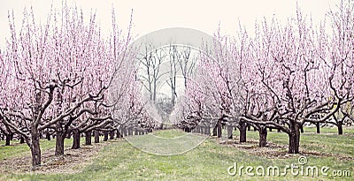 Peach trees Stock Photo