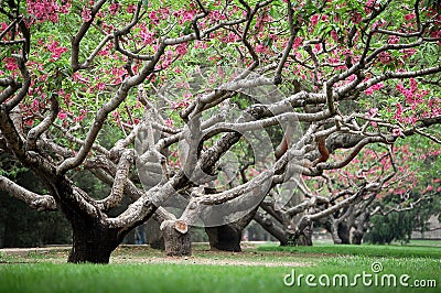 Peach trees in spring Stock Photo