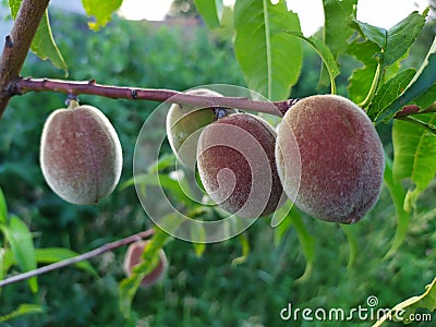 Peach tree with four fruits Stock Photo