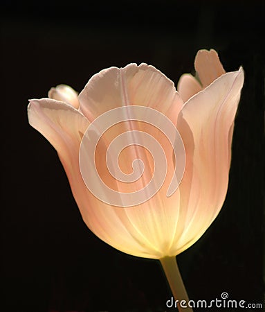 Peach Tulip Closeup Stock Photo