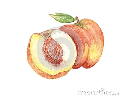 The peach watercolor painting watercolor Stock Photo