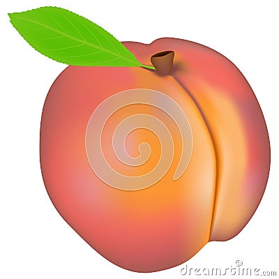 Peach on a white background. Vector Illustration