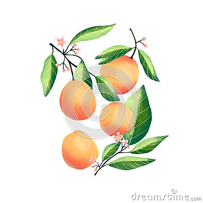 Peaches and apricots on tree branches. Isolated tropical summer fruit, abstract colorful illustration Cartoon Illustration