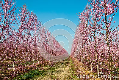 Peach trees in orchid Stock Photo