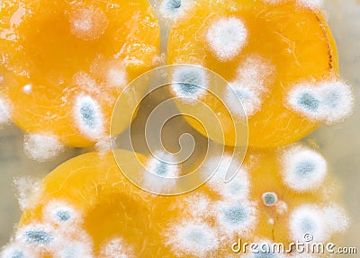 Peaches and the influence of mold Stock Photo