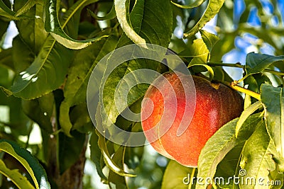 Peaches Stock Photo