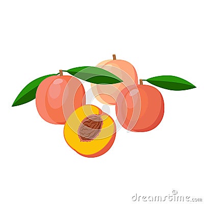 Peaches vector illustration isolated on white background. Juicy tropical exotic fruits. Vector Illustration