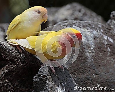 Peachface Lovebirds Stock Photo