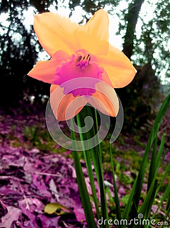 Peachy Enlightment In Spring Stock Photo