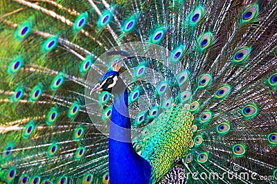 Peacock Stock Photo