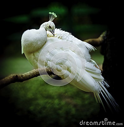 Peacock Stock Photo