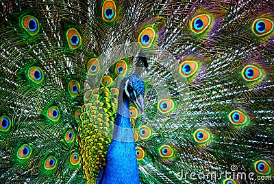 Peacock Stock Photo