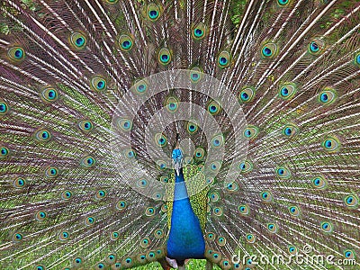 Peacock Stock Photo
