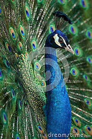 Peacock Stock Photo