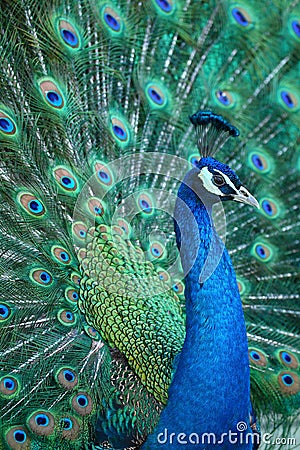 Peacock Stock Photo