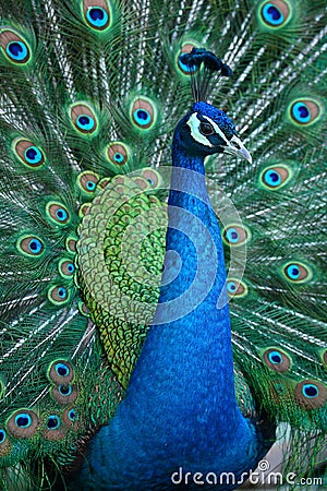 Peacock Stock Photo