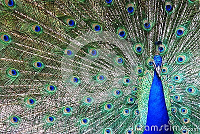 Peacock Stock Photo