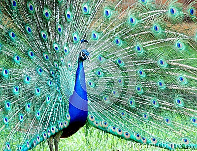 Peacock Stock Photo