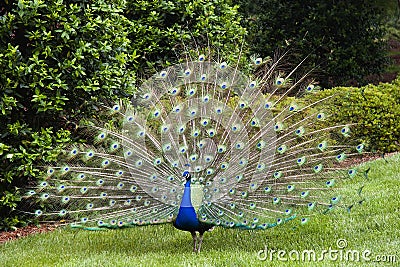 Peacock Stock Photo