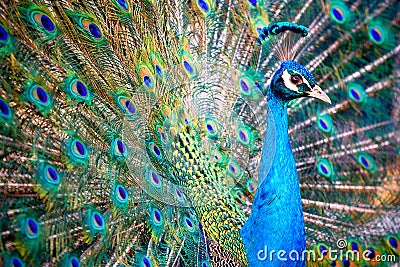 Peacock Stock Photo