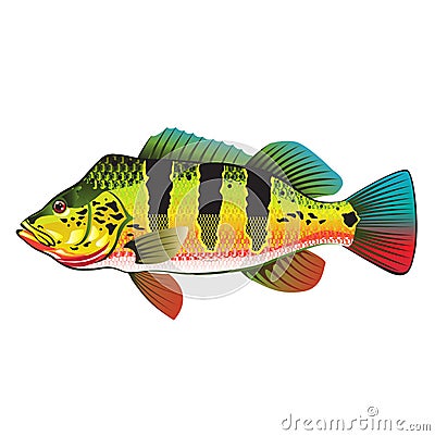 Peacock Bass bright Ocean Gamefish illustration Vector Illustration