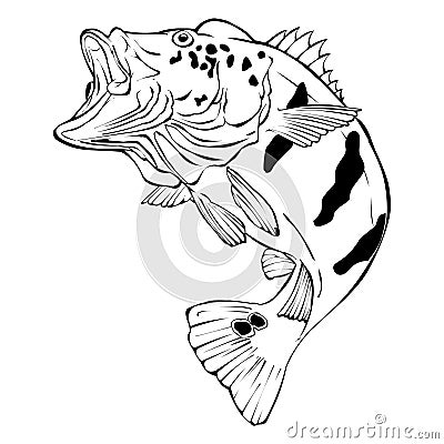 Peacock Bass Vector Illustration Cartoon Illustration