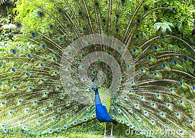 Is the peacock beautiful peacock Stock Photo